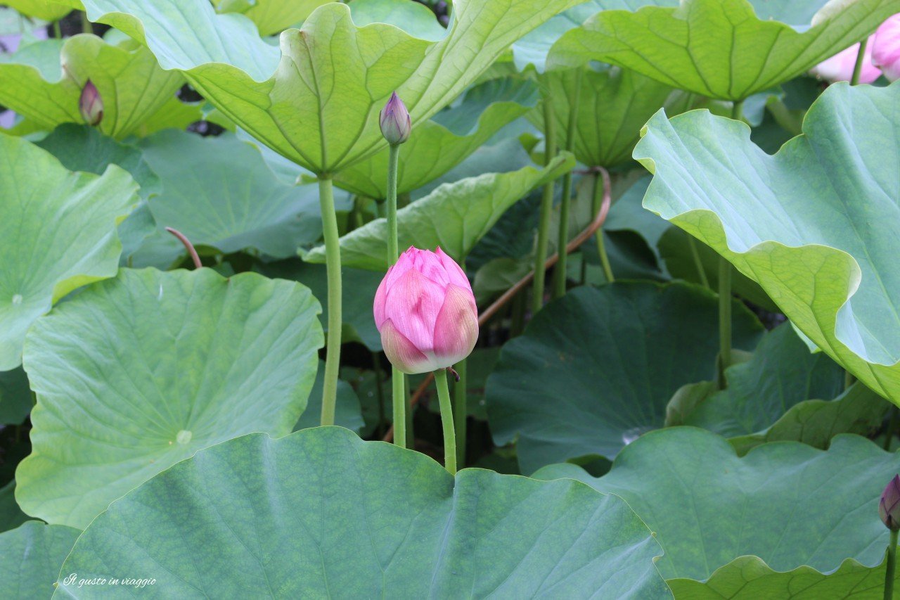 fiore loto ninfea lake ueno zoo tokyo